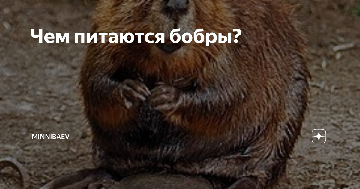 Чем питаются бобры? | MINNIBAEV | Дзен