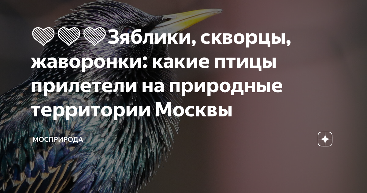 Теперь утро будет менее травмирующим. 5 шагов превращения из «совы» в «жаворонка» | СТВ