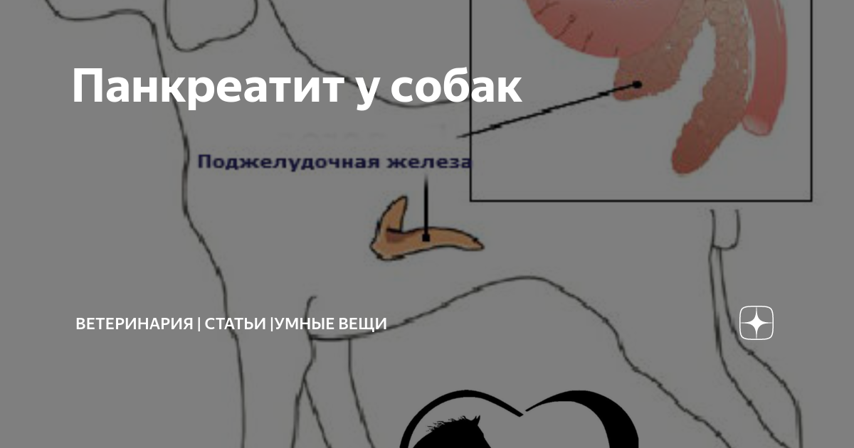 Панкреатит у животных. Панкреатит у животных