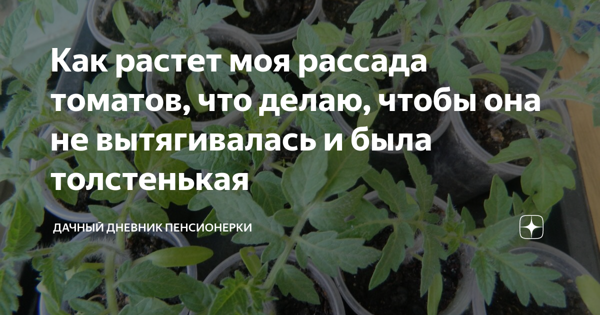 Рассада томатов по китайской технологии. Коренастая рассада томатов. Пикировка рассады томатов. Чтобы рассада была крепкой и толстой. Удобрение для рассады после пикировки томатов.