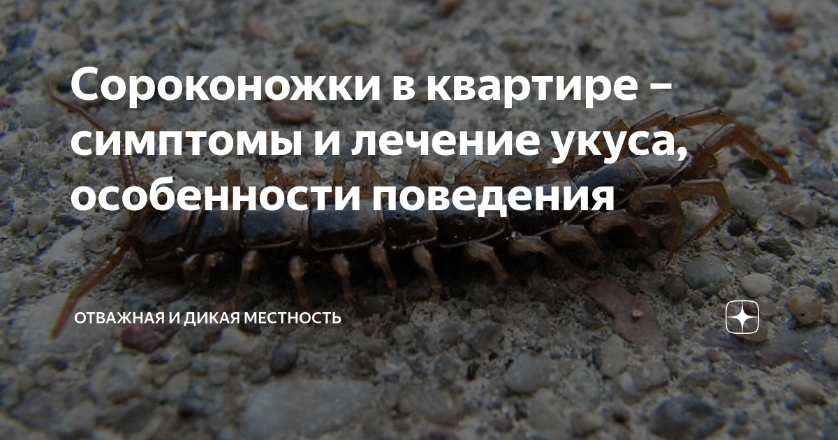 Кулицидоз или аллергия на комариные укусы: распознаем и действуем