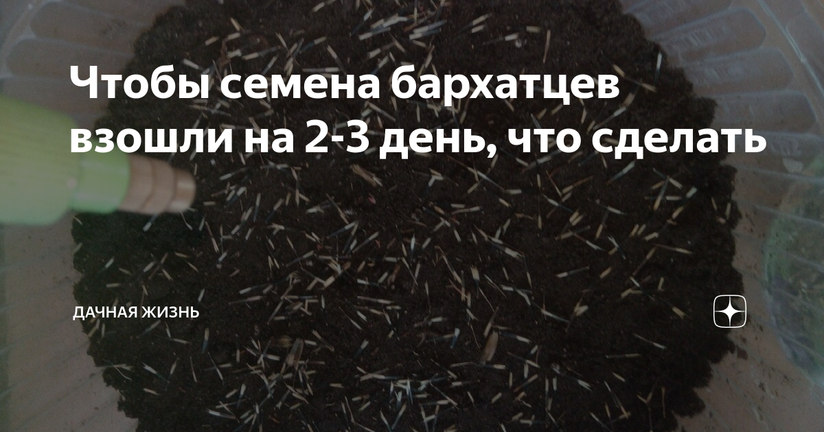 Семена бархатцев. Бархатцы семенами на рассаду. Семена бархатцев под пленкой. Посеять бархатцы на рассаду из собранных семян.