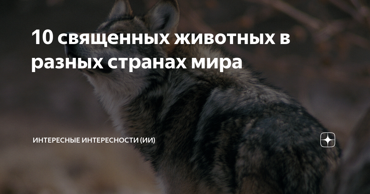 10 священных животных в разных странах мира | Интересные интересности ...