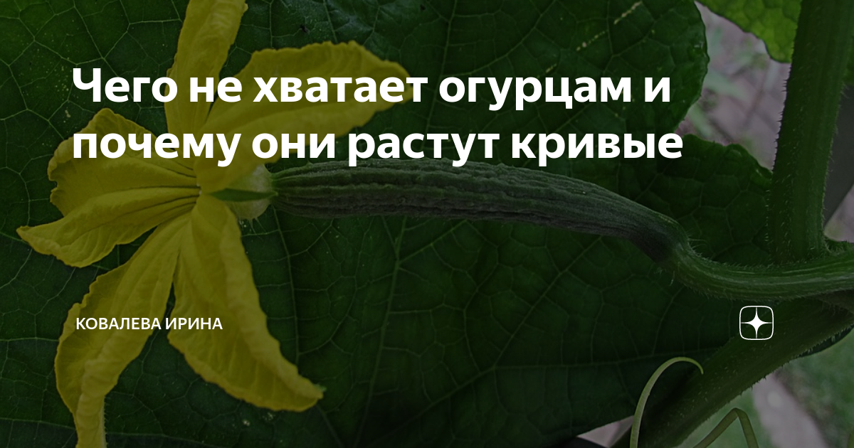 Хочется огурец чего не хватает