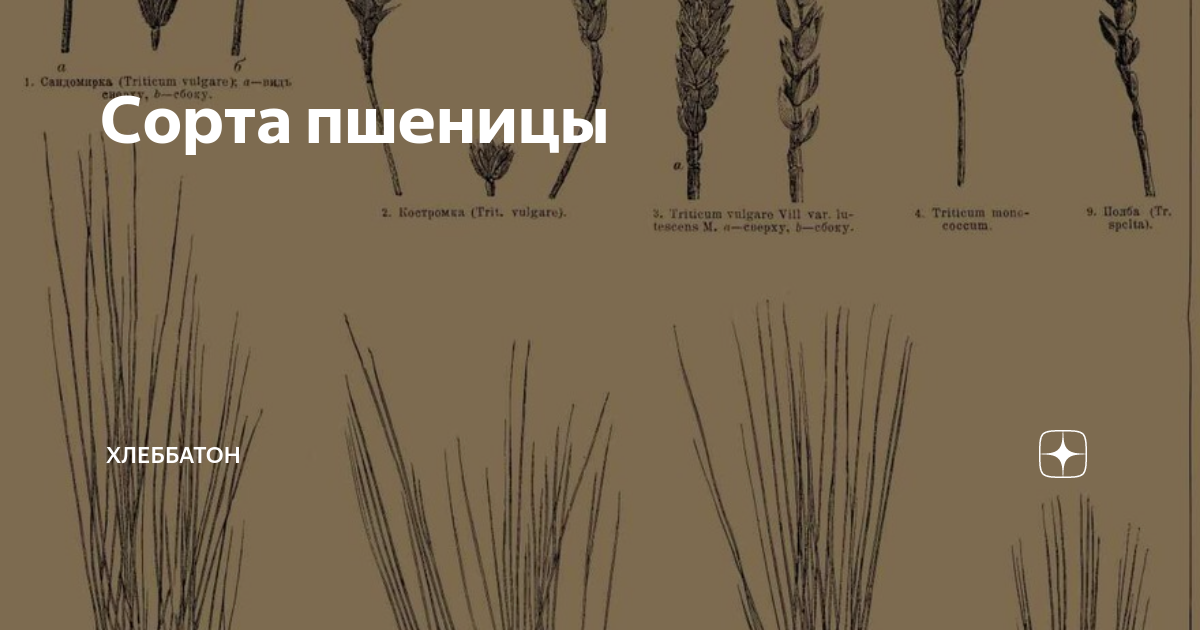 Земля пшеница окружающий. Пшеница синская. Пшеница однозернянка. Различные сорта пшеницы. Твердая яровая пшеница сорт.