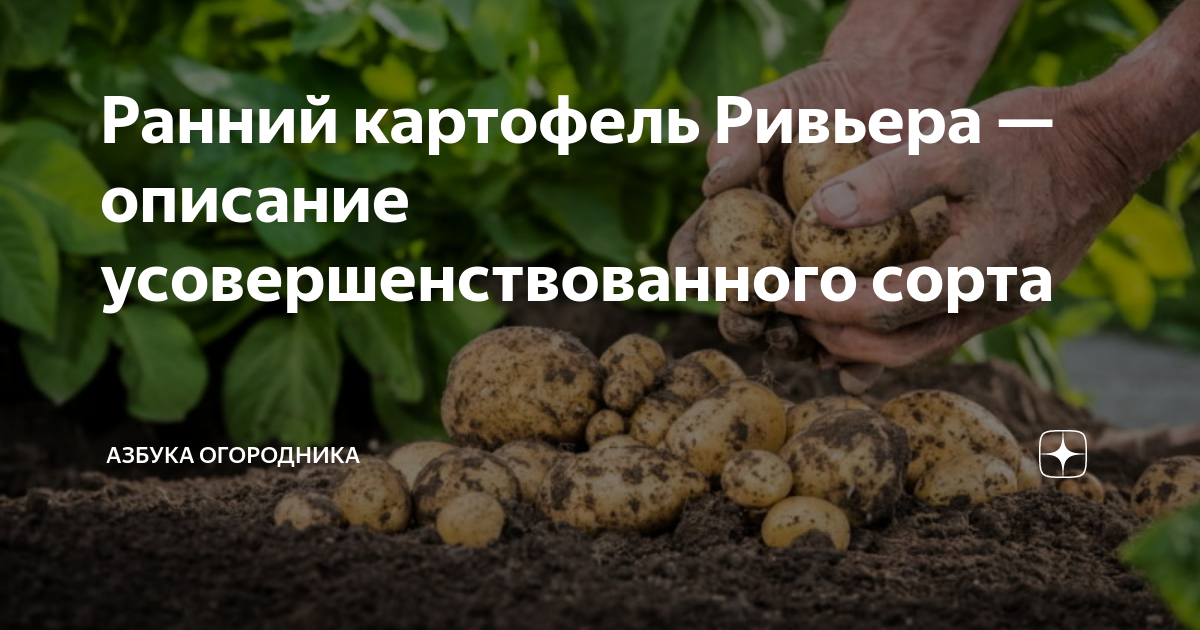 Не услышала селекция чья картофеля Ривьера.