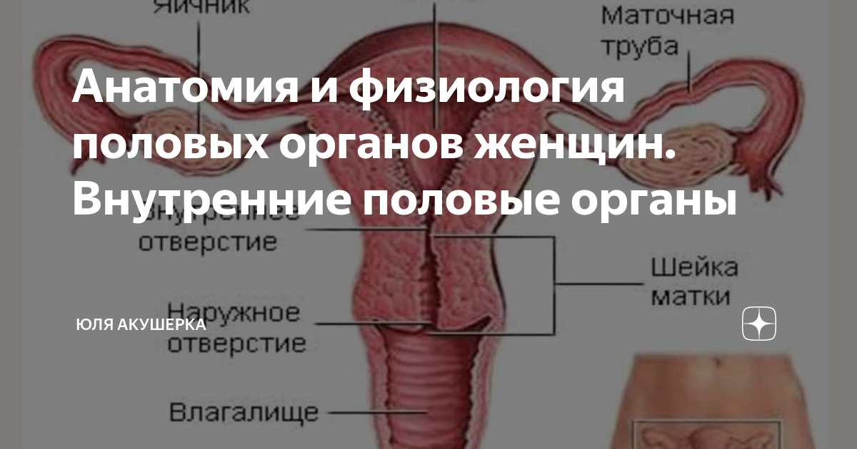 Развитие репродуктивной системы женщины. Нейроэндокринная регуляция менструально