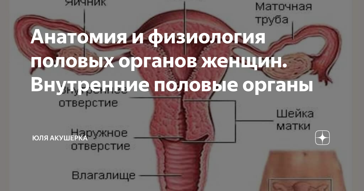 Анатомия женского влагалища. Строение влагалища