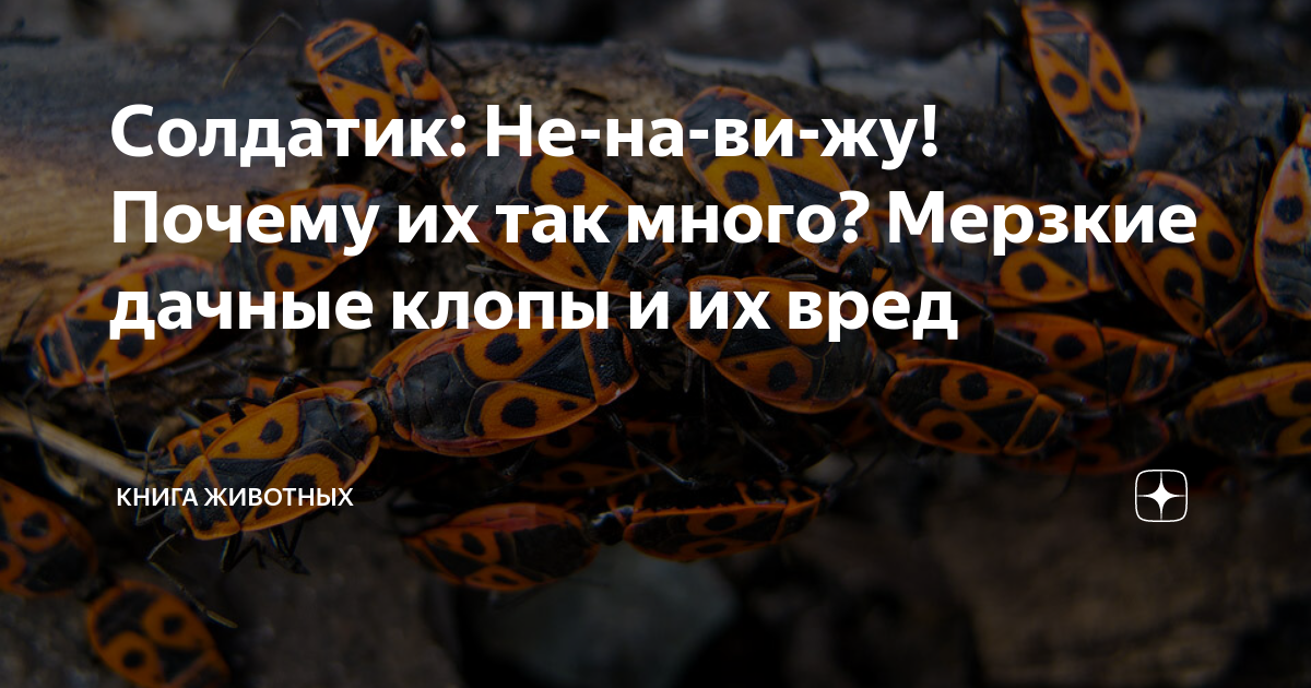 Солдатик на ниву
