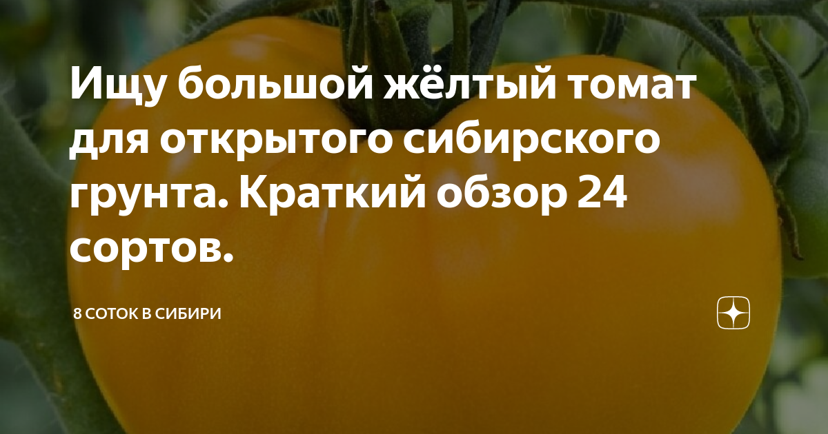Ищу большой жёлтый томат для открытого сибирского грунта. Краткий обзор ...