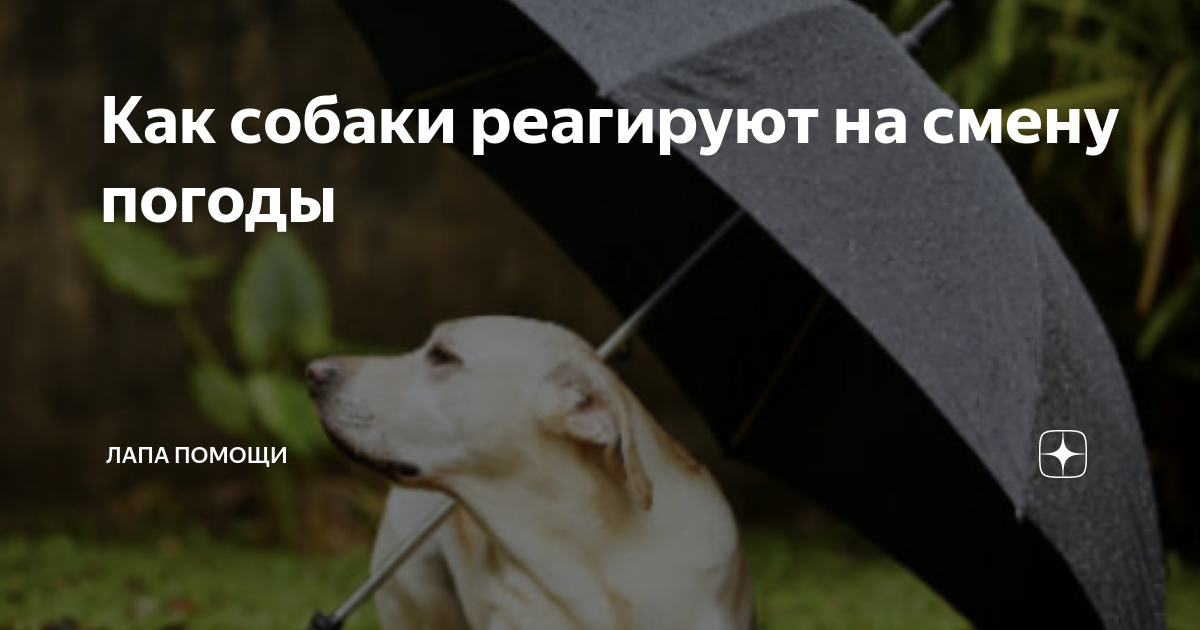 Влияние погоды на аппетит