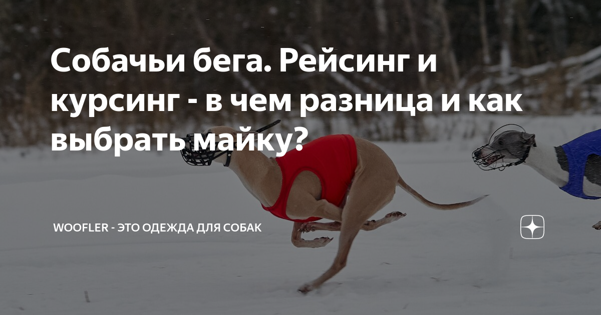 Собачьи бега. Рейсинг и курсинг - в чем разница и как выбрать майку ...
