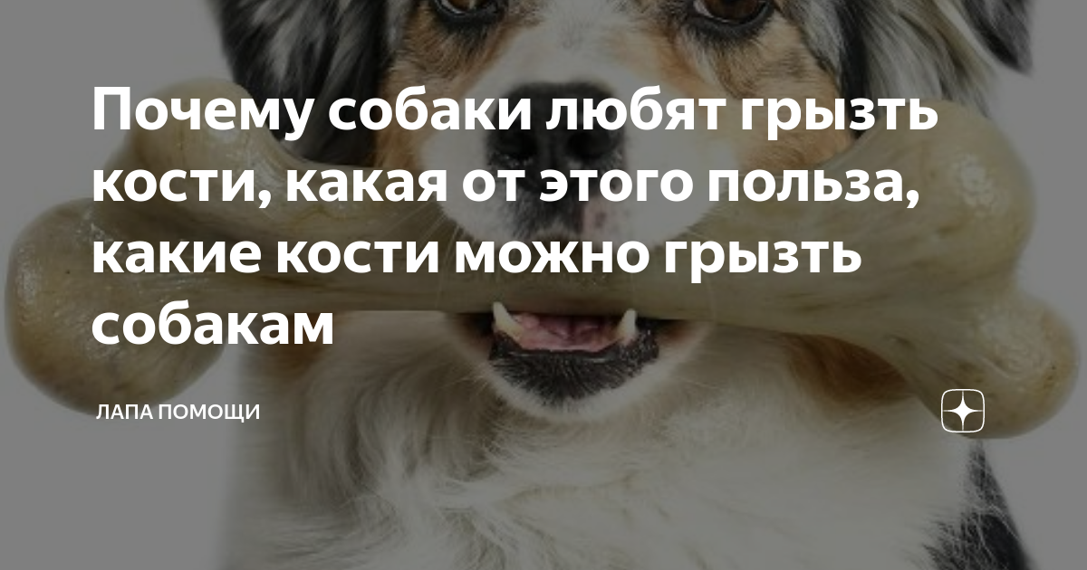Собака любит кость