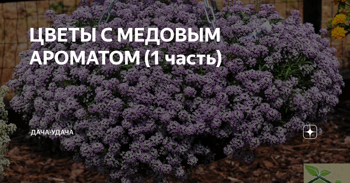 ЦВЕТЫ С МЕДОВЫМ АРОМАТОМ (1 часть) | Дача-удача | Дзен
