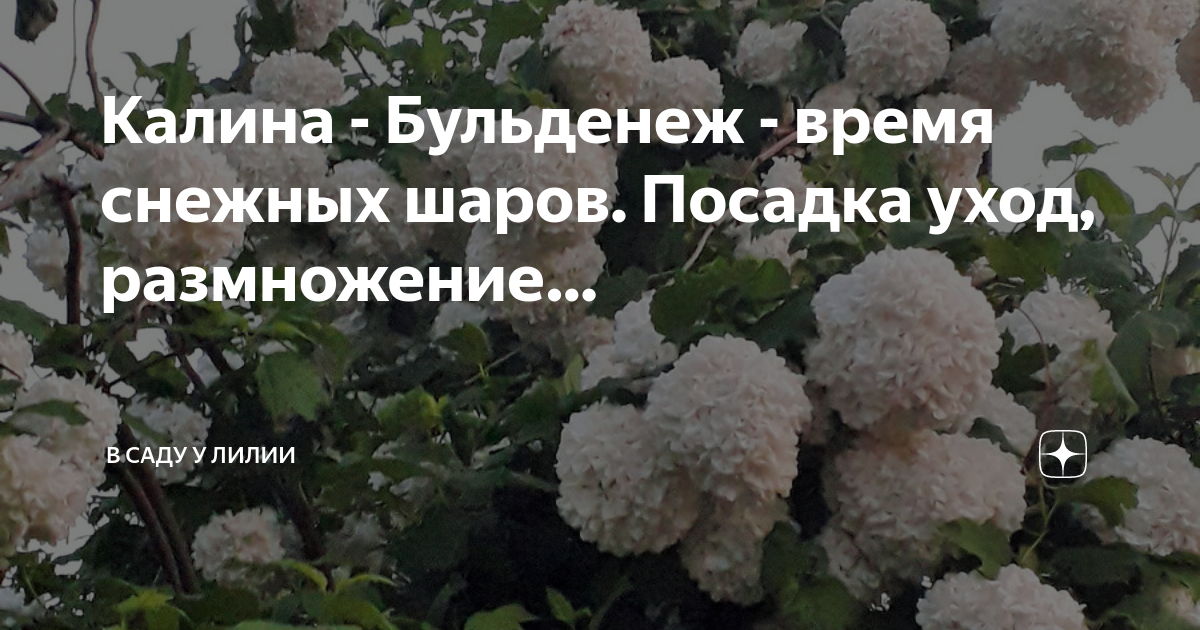 Калина бульденеж размножение. Обрезка калины бульденеж весной. Калина бульденеж посадка и уход в открытом грунте. Как размножить калину.