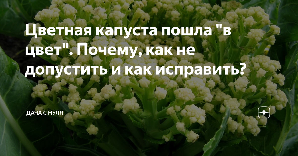 «Почему цветная капуста пошла в цвет и что делать?» — Яндекс Кью