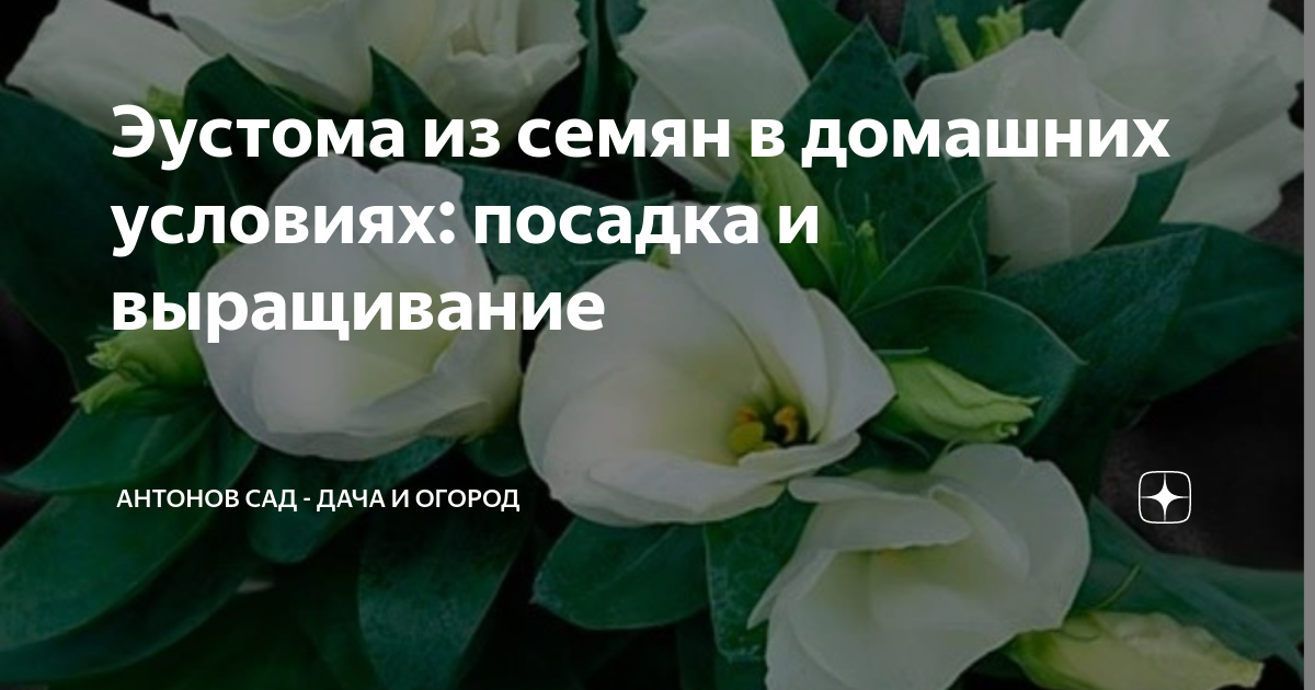 Эустома из семян в домашних условиях: посадка и выращивание | Антонов ...