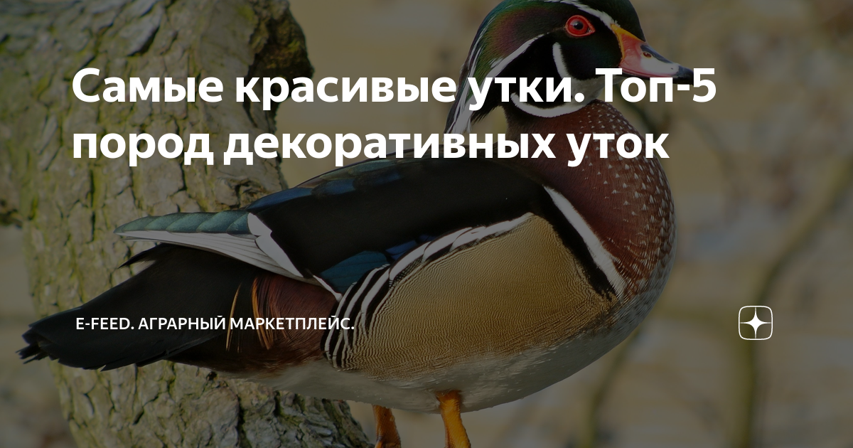 Самые красивые утки. Топ-5 пород декоративных уток | e-Feed. Аграрный ...