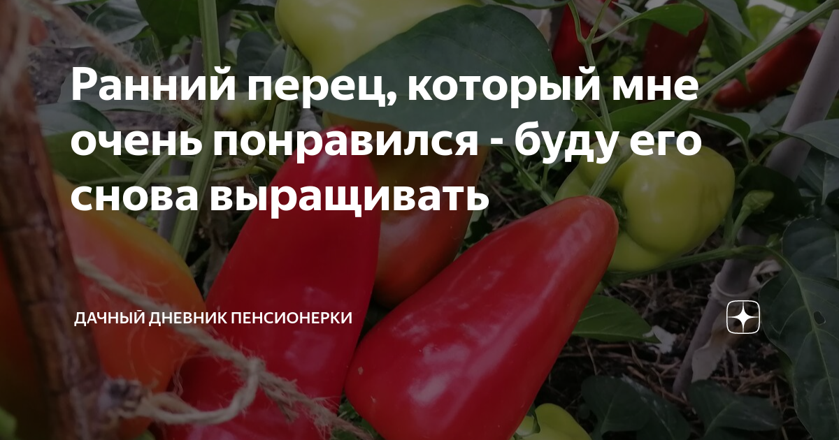 Ранний перец, который мне очень понравился - буду его снова выращивать ...