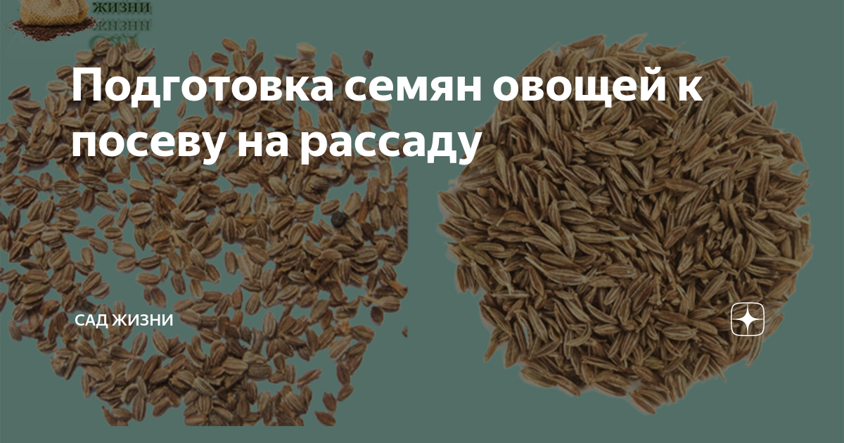 Подготовка семян овощей к посеву на рассаду | Сад Жизни | Дзен