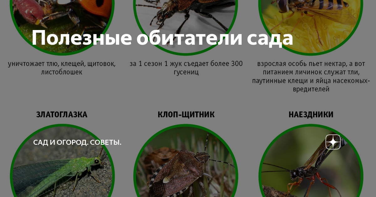 Полезные обитатели сада | УСЛУГИ САДОВНИКОВ В МОСКВЕ И МО | Дзен