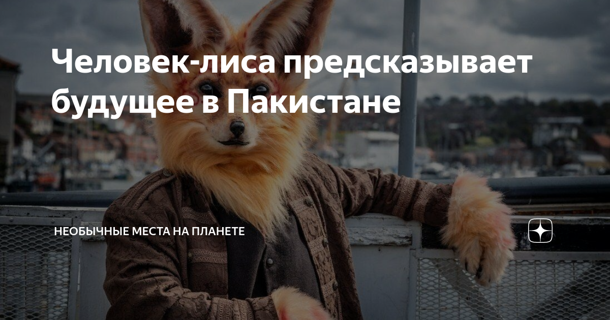 Как выглядит человек лиса The Sasha's are coming for you Лесные существа, Иллюстрации лисы, Иллюстрации ко