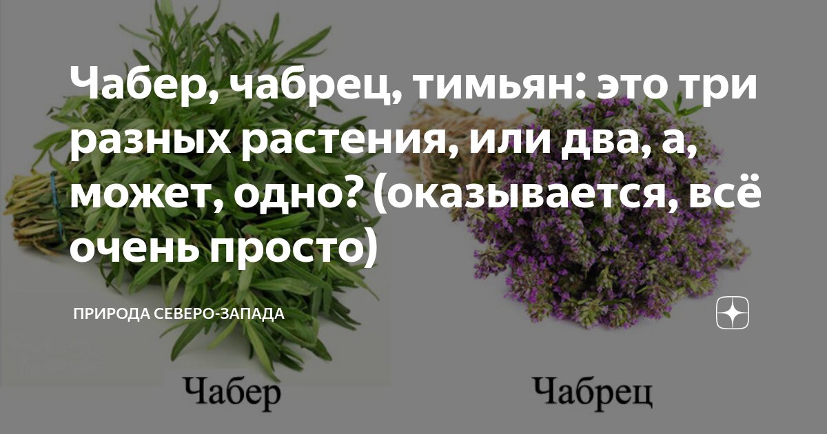 Тимьян и чабрец одно и тоже фото