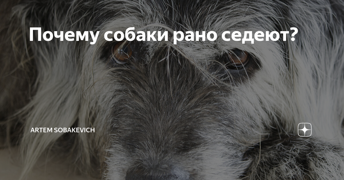 Седина у домашних собак против седины у диких предков