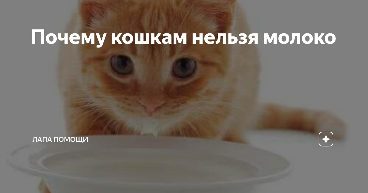 кошка и молоко. почему котятам нельзя молоко. можно ли кошкам давать молоко. сгущенка в больших банках. роял канин бэби кэт милк.