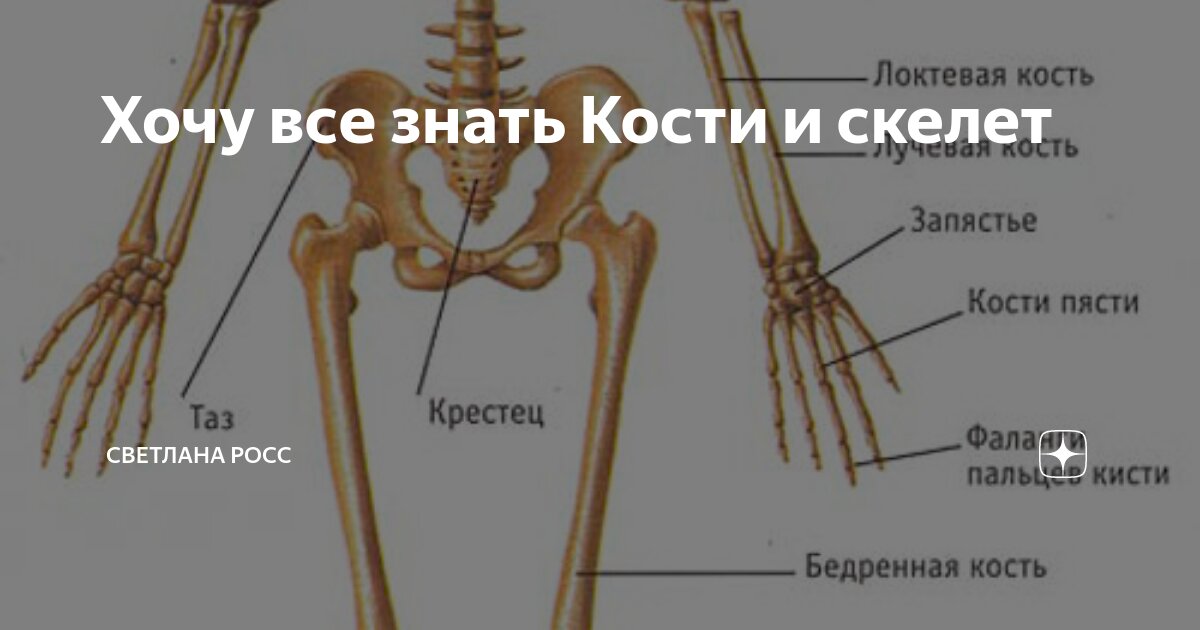 Картинки К ПЛОСКИМ ГУБЧАТЫМ КОСТЯМ ОТНОСЯТ