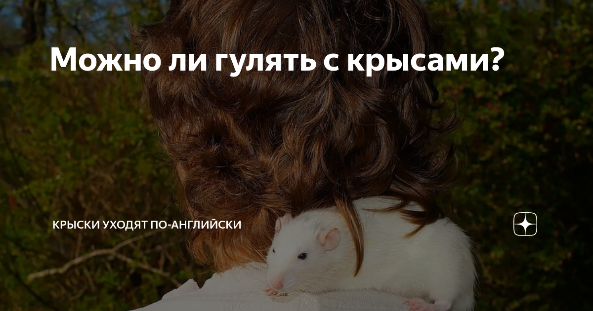 Можно ли гулять с крысами? | Крыски уходят по-английски | Дзен