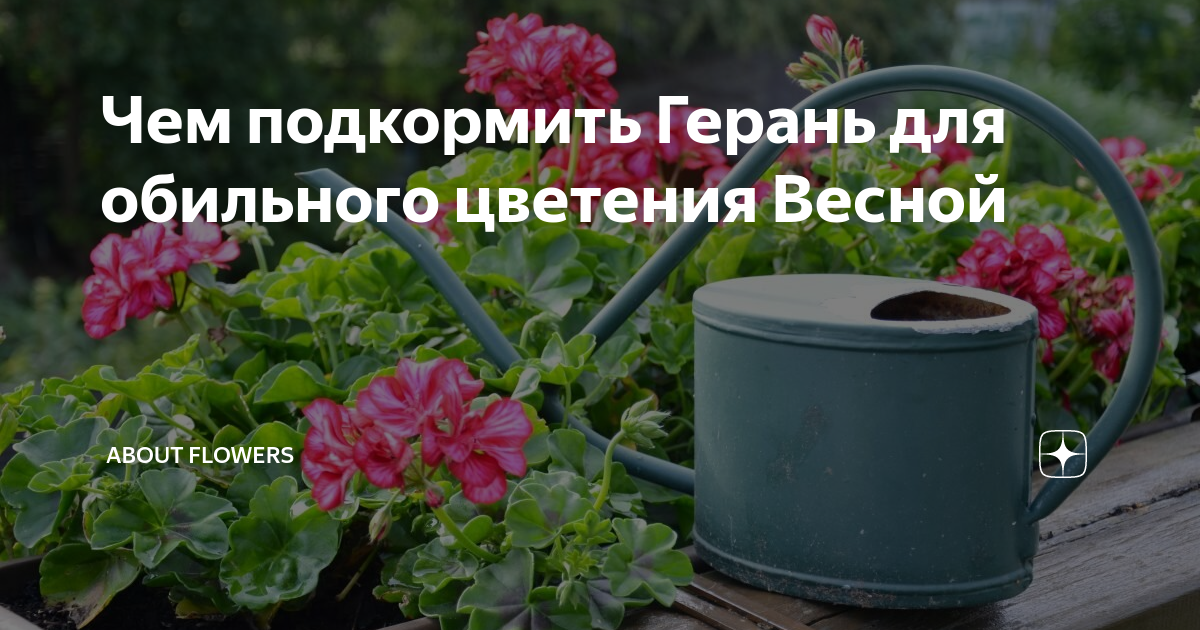 Чем подкормить пеларгонию весной. Чем подкормить герань для обильного цветения. Чем весной подкормить пеларгонию для обильного цветения. Чем удобрять пеларгонию для цветения. Подкормить герань для обильного цветения конским навозом.