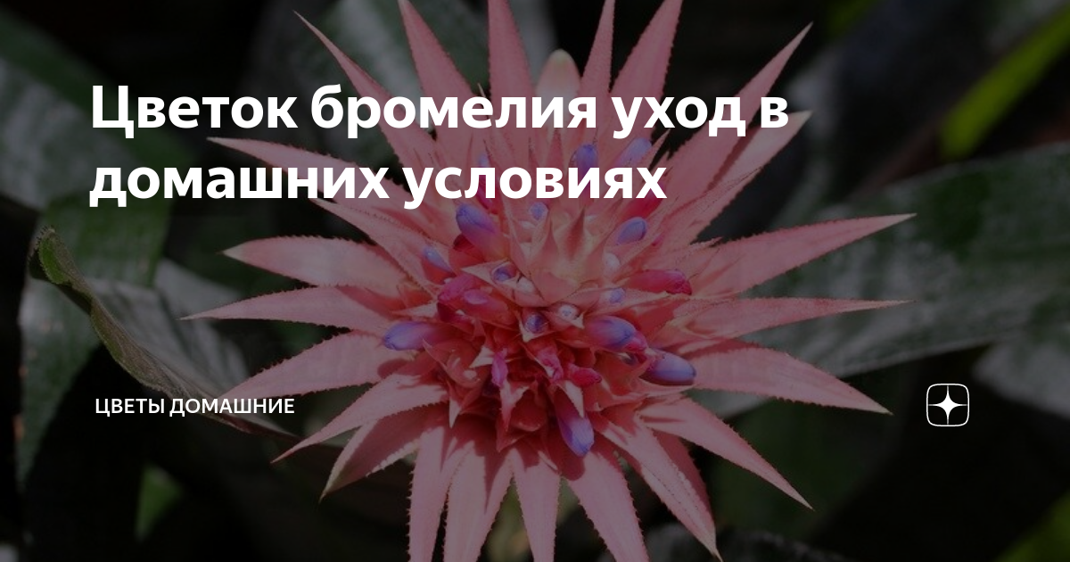 Бромелия (Bromelia) 50 см - купить в Минске с доставкой, цена и фото в интернет-магазине dobroheart.ru