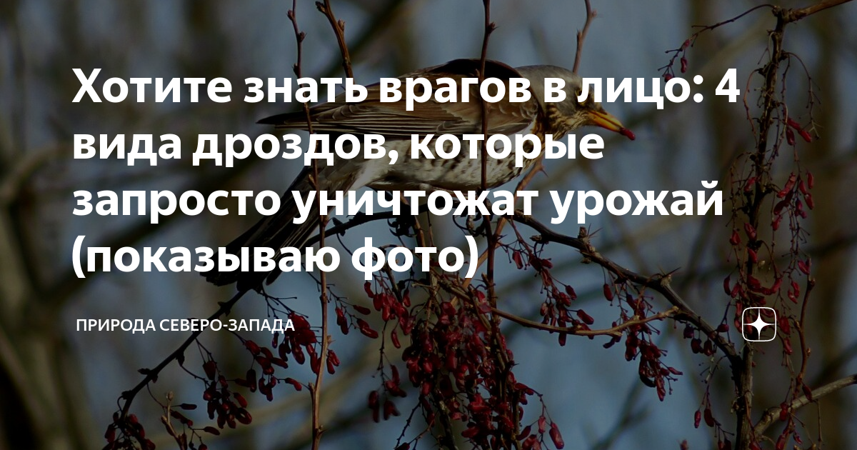 Хотите знать врагов в лицо: 4 вида дроздов, которые запросто уничтожат ...