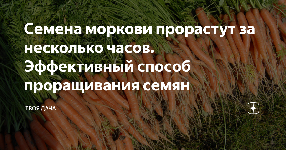 Можно ли есть проросшую морковь. Проросшее семя моркови. семена моркови необычный вариант. морковь проросла в холодильнике. морковь проросла картинки.