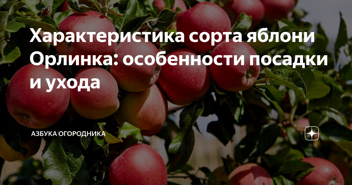 Орлинка яблоня описание фото отзывы садоводов