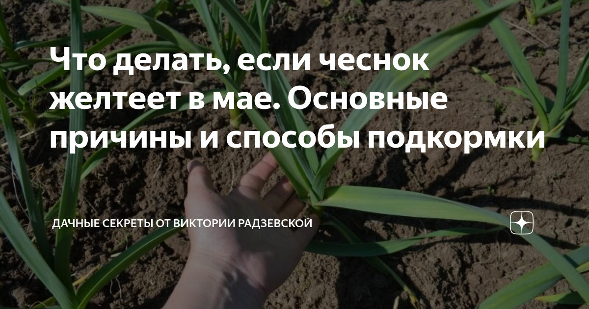 Чеснок пожелтели листья весной посаженный под зиму. Почему желтеет чеснок весной. Почему желтеют листья у чеснока весной. Чеснок желтеет весной что делать как подкормить. Почему желтеет чеснок весной что делать.