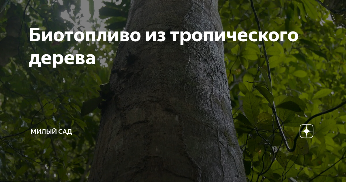 «Акмас» делает биотопливо из травы и соломы — Журнал «Агроинвестор» – Агроинвестор