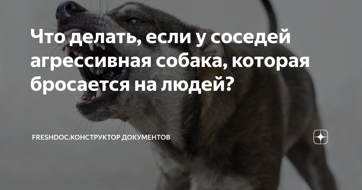 что делать если собака лезет на ногу