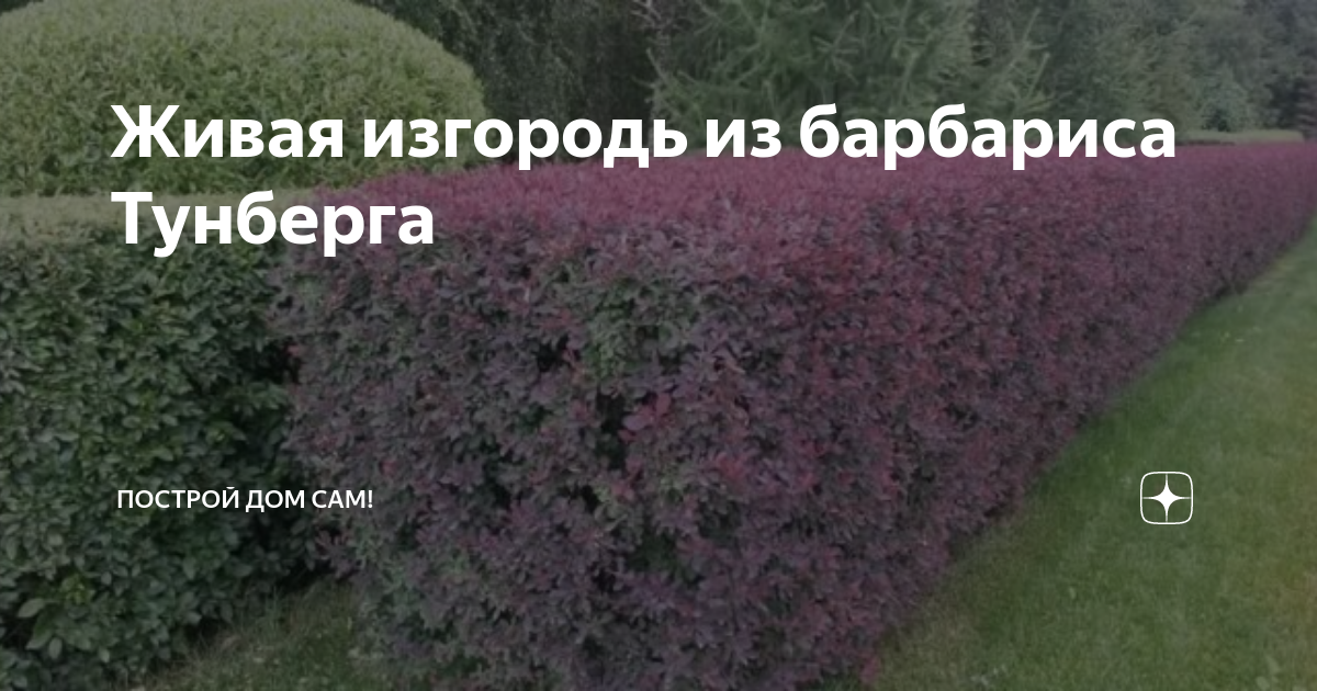 На каком расстоянии сажать барбарис