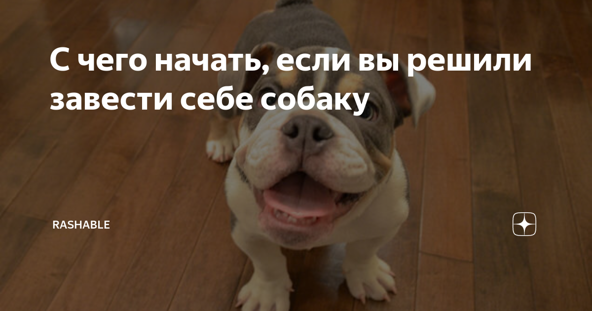 хочу завести собаку с чего начать