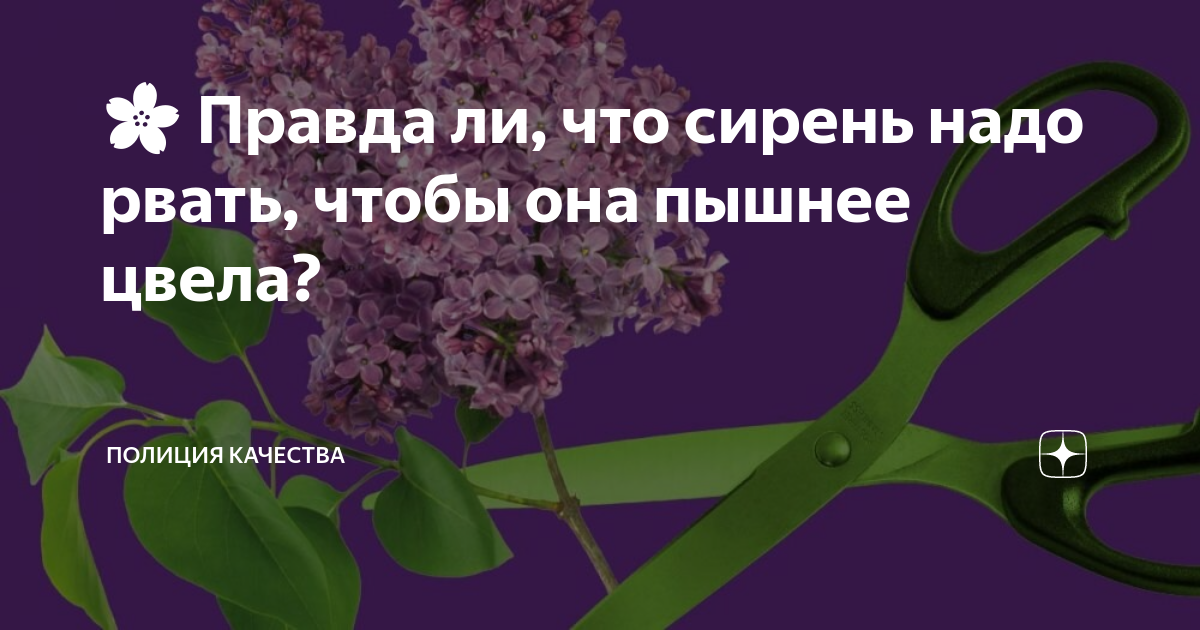 Почему нельзя рвать сирень. Рвать сирень. Как рвать сирень для букета. Запрещено срывать сирень. Срывать сирень это статья.