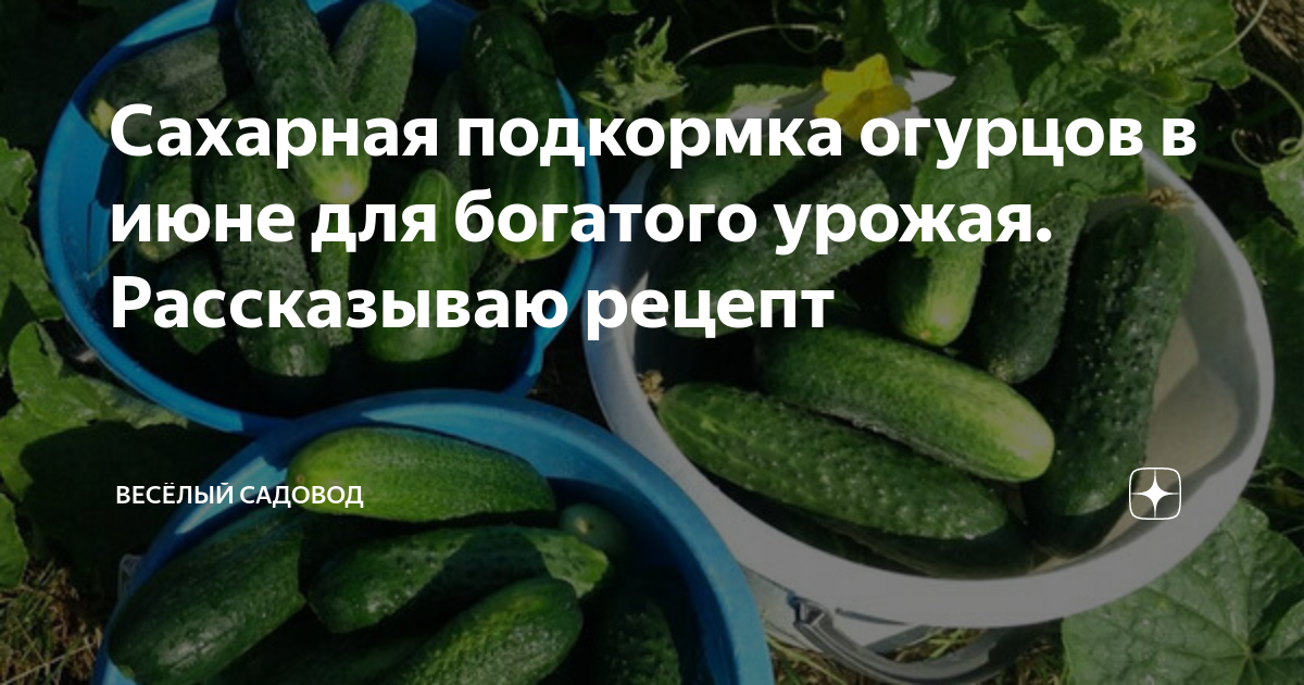 Для быстрого роста огурцов рецепт