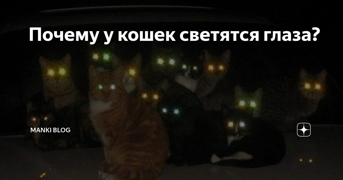 Кошка светится