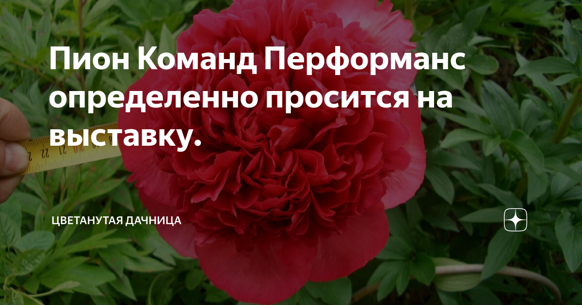 Пион Пион Команд Перфоманс, Комменд Перфоменс (Paeonia Command Performance)
