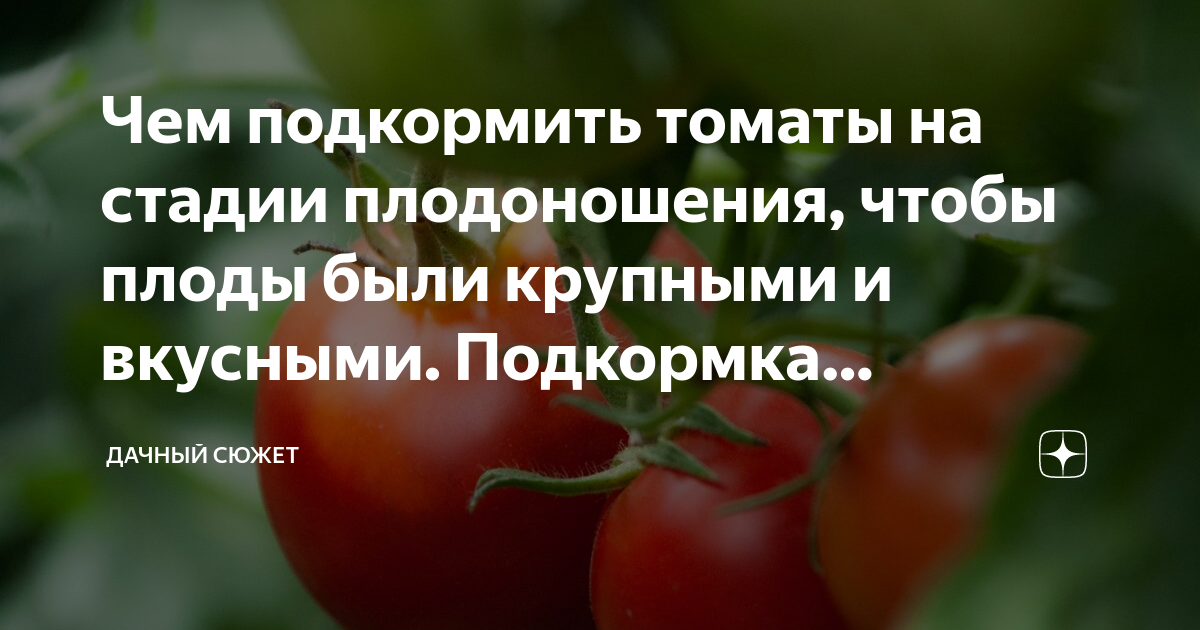 Чем подкормить помидоры. Подкармливаем томаты. Чтобы помидоры были крупными чем подкормить. Чем подкормить помидоры во время плодоношения.