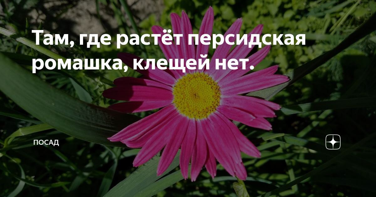 Там, где растёт персидская ромашка, клещей нет. | Посад | Дзен