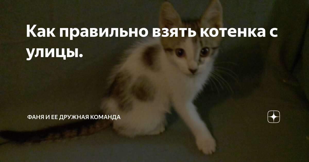 лепка из соленого теста котенок с улицы лизюкова | Дзен