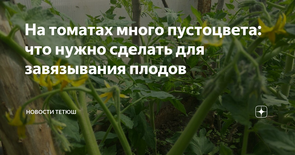 Помидоры плохо цветут в теплице что делать. ПУСТОЦВЕТ на помидорах. Завязь для томатов. Для завязи помидор в теплице. ПУСТОЦВЕТ томатов в теплице.