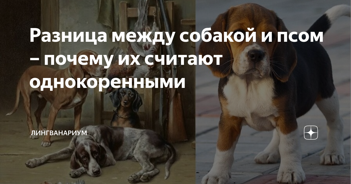 Келпи порода собак. Если ты подберешь голодную собаку и сделаешь. Легендарные собаки россии. Собаки спариваются. Развернутое сравнение.